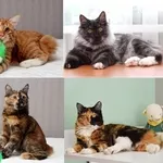 Полудлинношерстные котята Курильского бобтейла продаются
