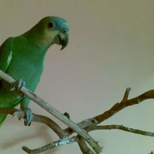 Амазонский попугай ручной и говорящий.  