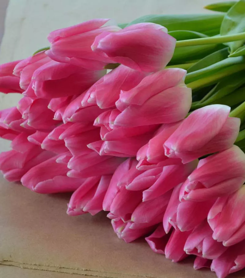 Голландские тюльпаны оптом к 8 марта 2015 2