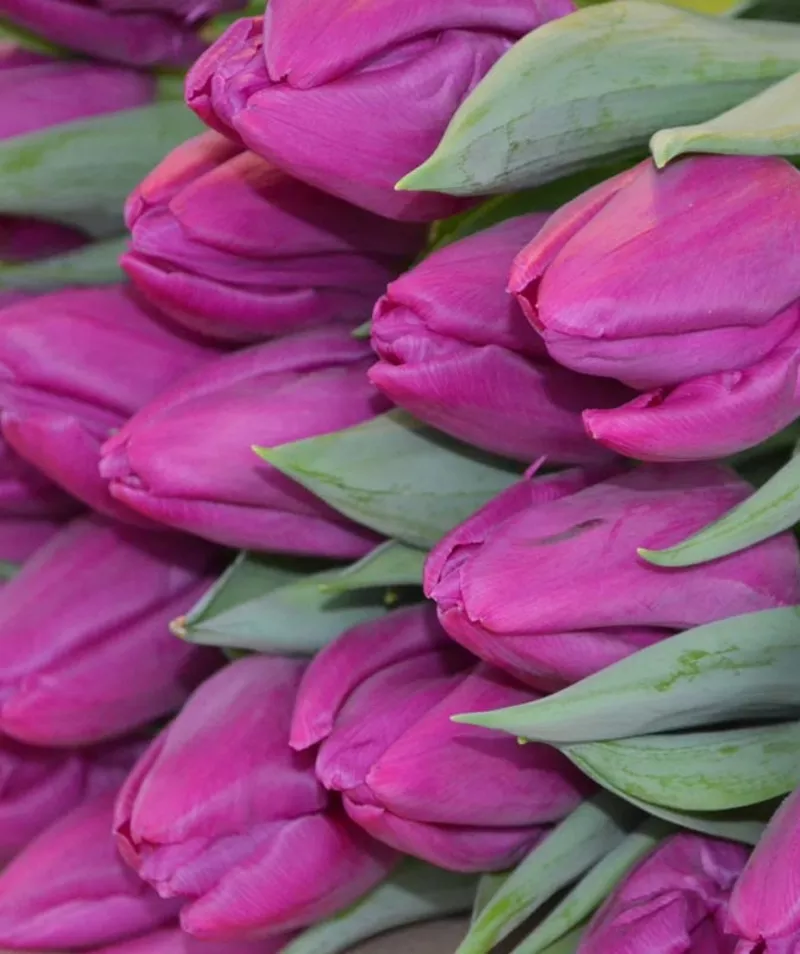 Голландские тюльпаны оптом к 8 марта 2015 3