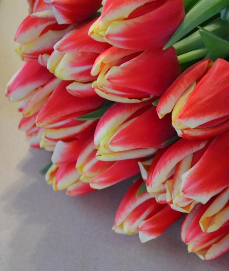 Голландские тюльпаны оптом к 8 марта 2015 4
