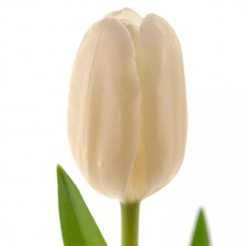 Голландские тюльпаны оптом из теплицы Трифлор 2