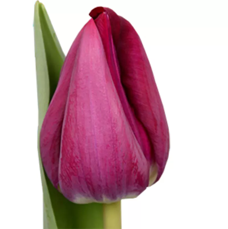 Голландские тюльпаны оптом из теплицы Трифлор 3