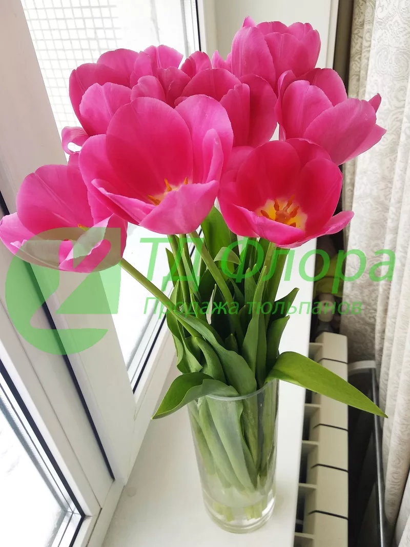 Тюльпаны оптом от 25 р. с доставкой в Иркутск