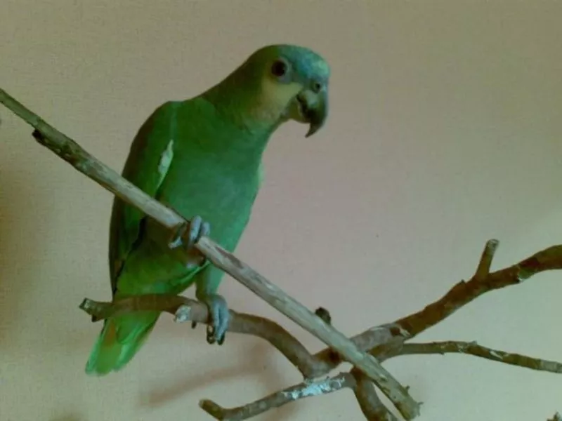Амазонский попугай ручной и говорящий.  